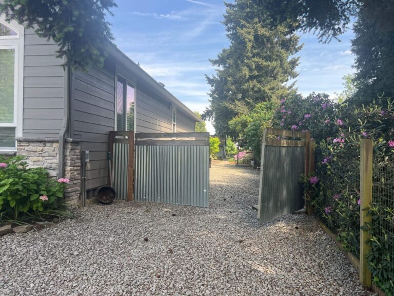 Gravel side yard along a gray house with a corrugated metal gate and blooming rhododendrons.